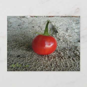Tomato Sand Witch Postcard by logodiane at Zazzle