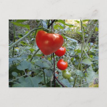 Tomato Summer In New Hampshire Postcard by logodiane at Zazzle