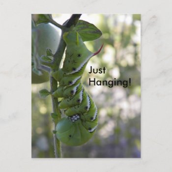 Tomato Worm  / Caterpillar Postcard by abadu44 at Zazzle