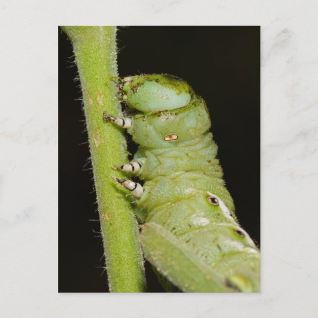 Tomato Worm Postcard (Front)