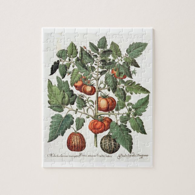 Tomatoes and Melons: 1.Poma amoris fructu luteo; 2 Jigsaw Puzzle (Vertical)