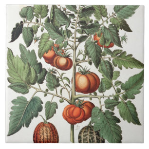 Tomatoes and Melons: 1.Poma amoris fructu luteo; 2 Tile