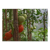 Tomatoes Card (Front Horizontal)