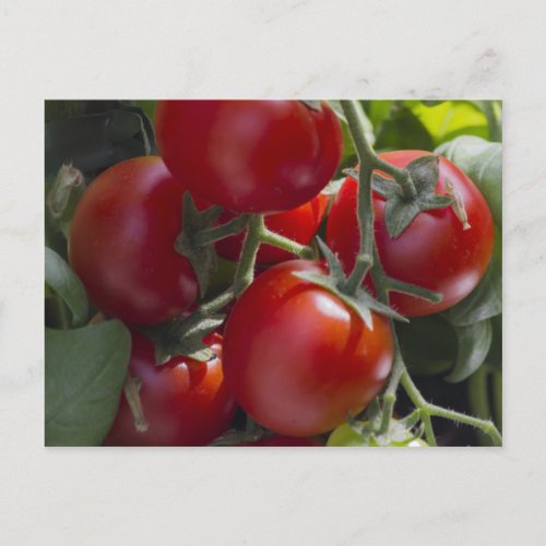 tomatoes in the garden postcard