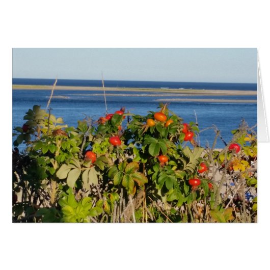 Tomatoes on the Sea Cards (Front Horizontal)