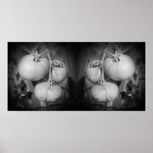 Tomatoes On The Vine Black And White Abstract Poster