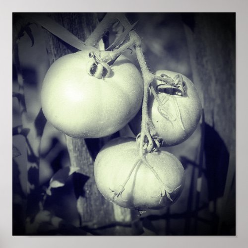 Tomatoes On The Vine Black And White  Poster