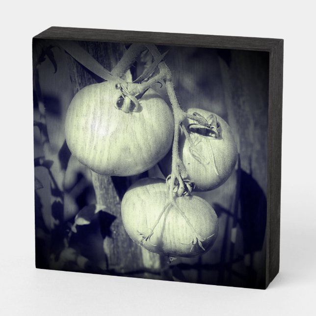 Tomatoes On The Vine Black And White   Wooden Box Sign (Angled Horizontal)