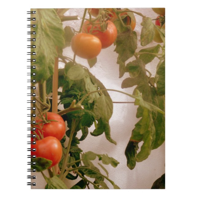 Tomatoes On Vine Notebook (Front)