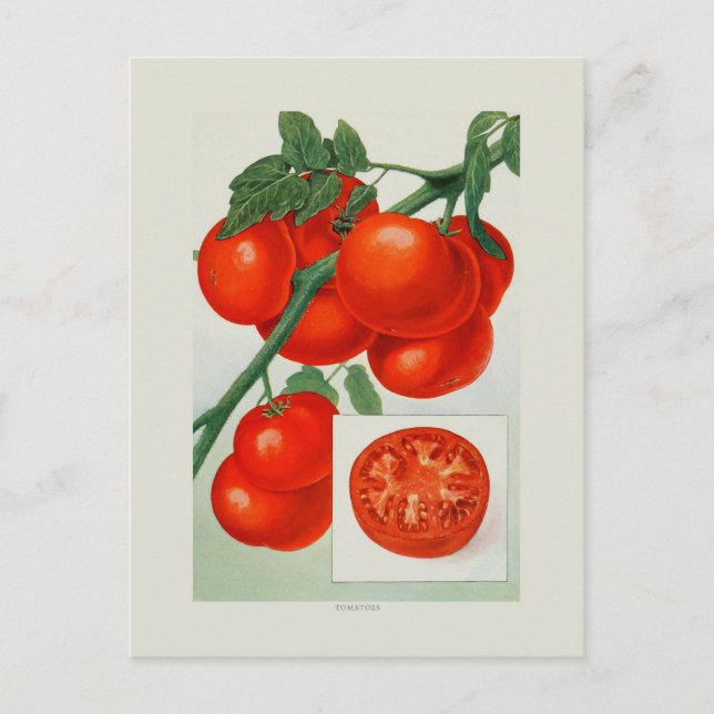 Tomatoes Postcard (Front)