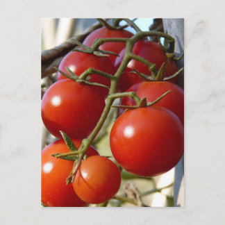 Tomatoes Postcard