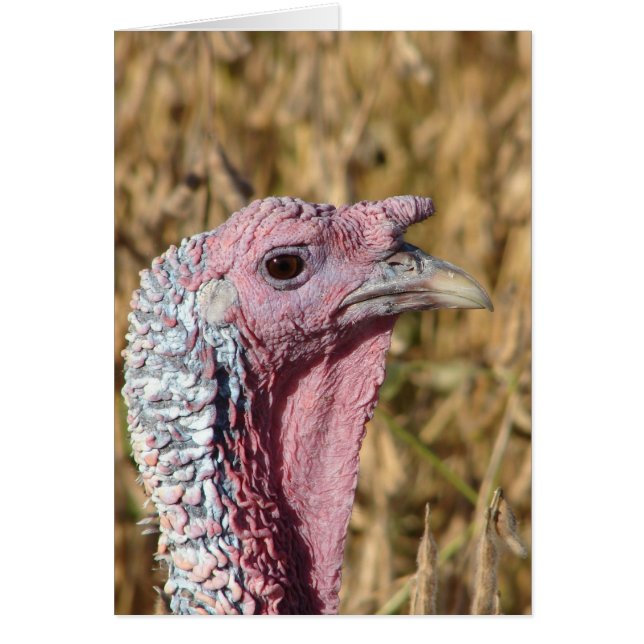 Tommy Turkey Blank All Occassion Greeting Card (Front)