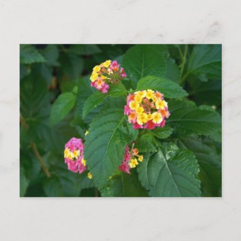 Tomorrow's Happiness (flowers) Postcard by jaisjewels at Zazzle