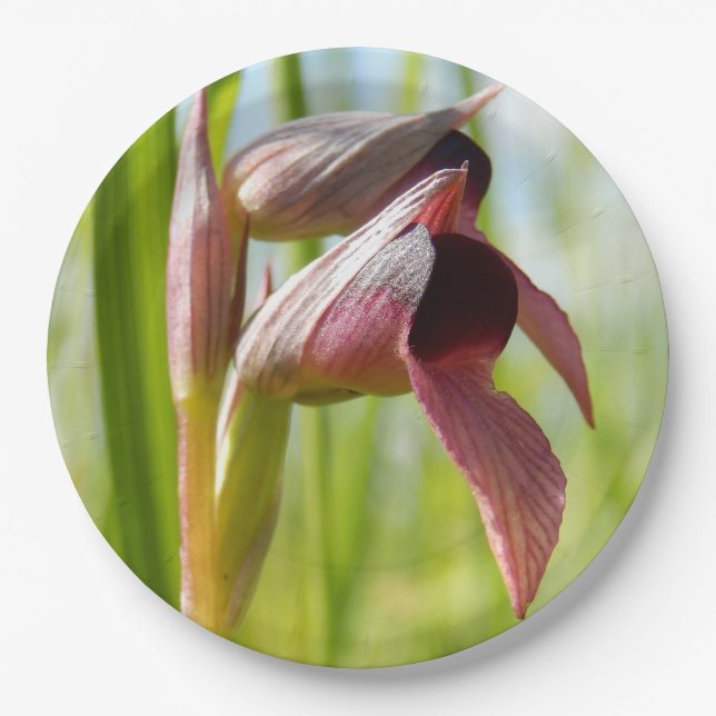 Tongue Orchid Paper Plates (Front)