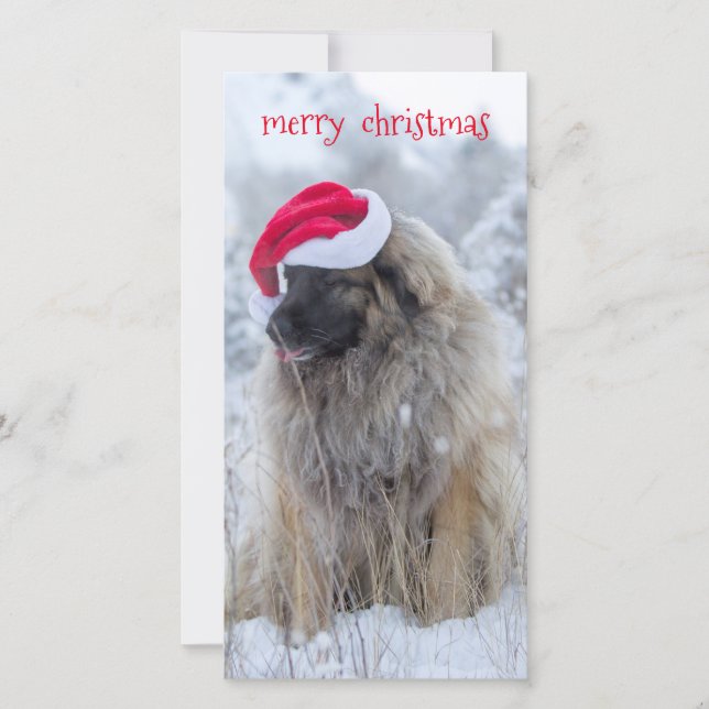 tongue out Leonberger Holiday Card (Front)