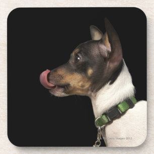 Tongue out of black and White Rat Terrier Beverage Coaster