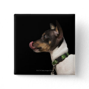 Tongue out of black and White Rat Terrier Button