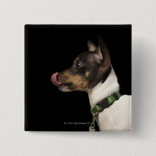 Tongue out of black and White Rat Terrier Button