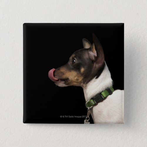 Tongue out of black and White Rat Terrier Button