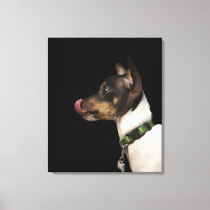 Tongue out of black and White Rat Terrier Canvas Print