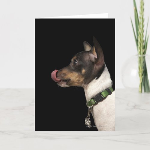 Tongue out of black and White Rat Terrier Card