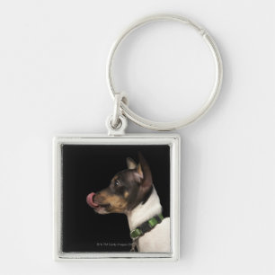 Tongue out of black and White Rat Terrier Keychain