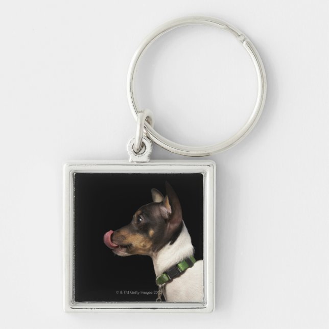 Tongue out of black and White Rat Terrier Keychain (Front)