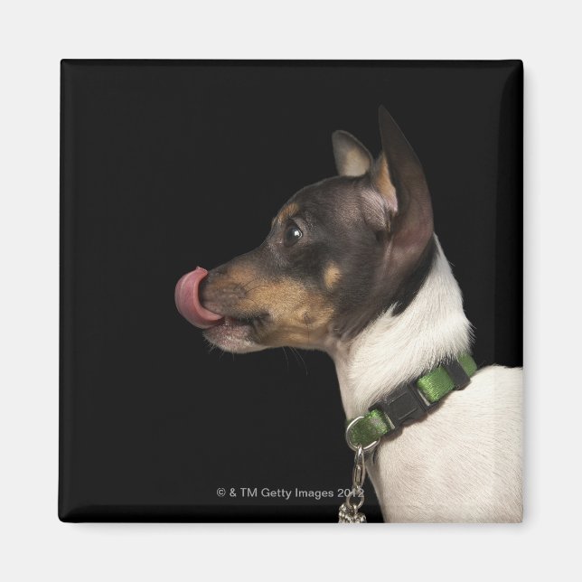 Tongue out of black and White Rat Terrier Magnet (Front)