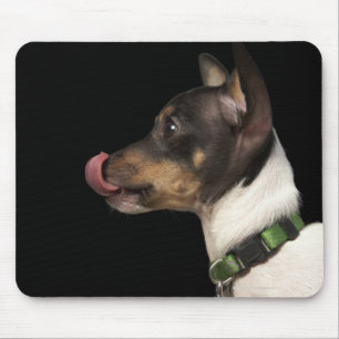 Tongue out of black and White Rat Terrier Mouse Pad