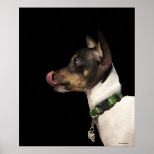 Tongue out of black and White Rat Terrier Poster