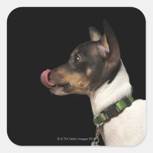 Tongue out of black and White Rat Terrier Square Sticker