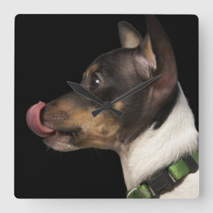 Tongue out of black and White Rat Terrier Square Wall Clock
