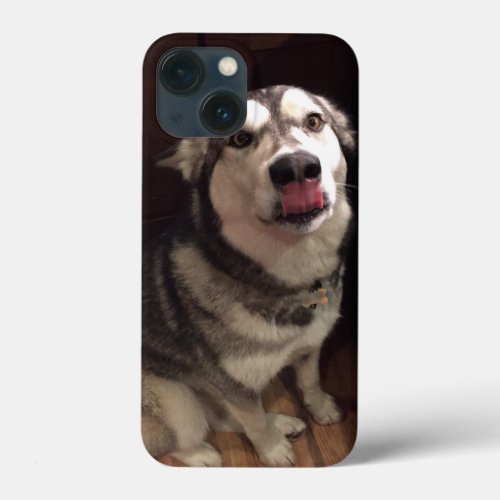 Tongue Teasing Alaskan Malamute Photograph iPhone 13 Mini Case