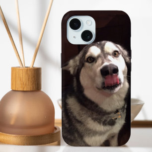Tongue Teasing Alaskan Malamute Photograph iPhone 15 Case