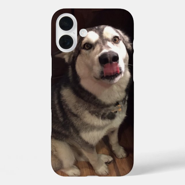 Tongue Teasing Alaskan Malamute Photograph Case-Mate iPhone Case (Back)
