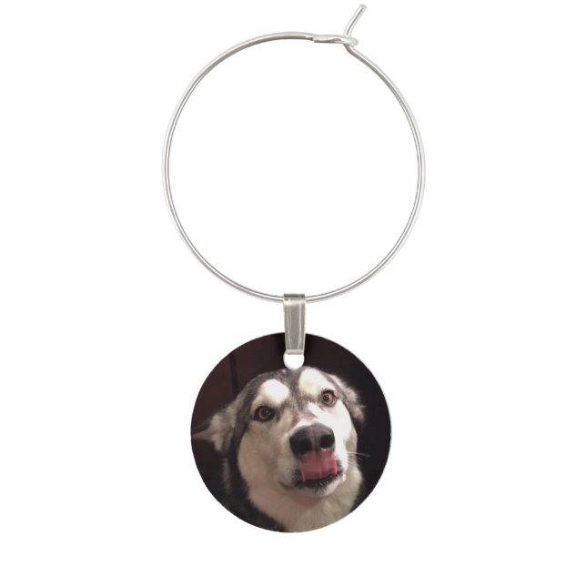 Tongue Teasing Alaskan Malamute Photograph Wine Charm (Front)