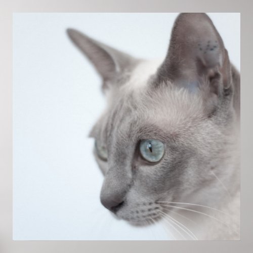 Tonkinese Cat Poster