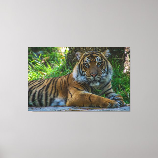Tony Canvas Print (Front)