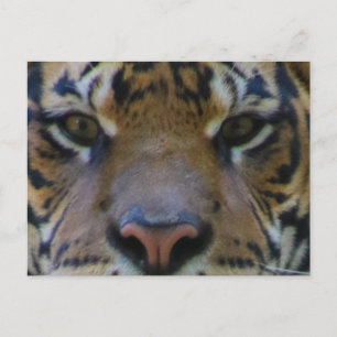 Tony Postcard