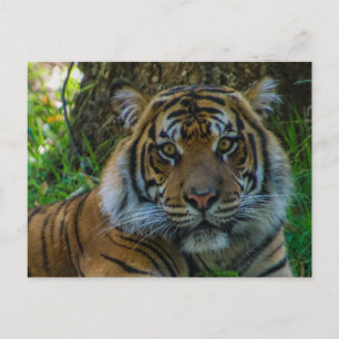 Tony Postcard