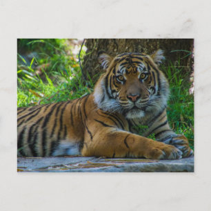 Tony Postcard