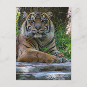 Tony Postcard