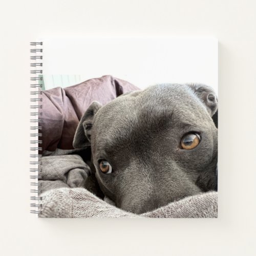 Too Adorable Blue Staffy Puppy Notebook