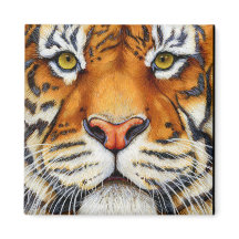 Too Close - Siberian Tiger Magnet