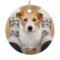 Too Cute For Naughty List Funny Dog Pet Photo