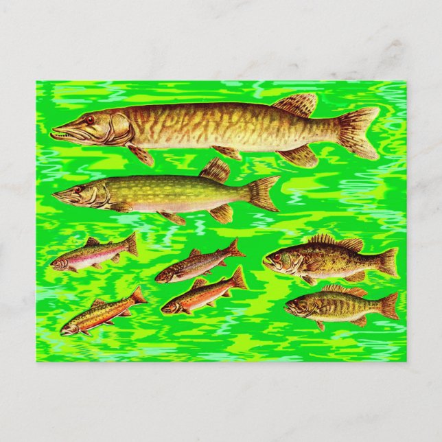 too many fish in the sea postcard (Front)