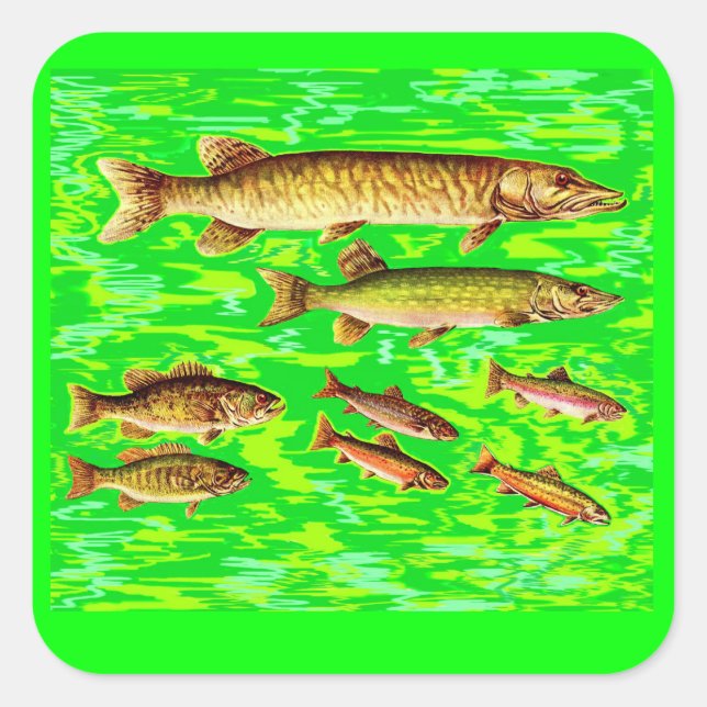 too many fish in the sea square sticker (Front)