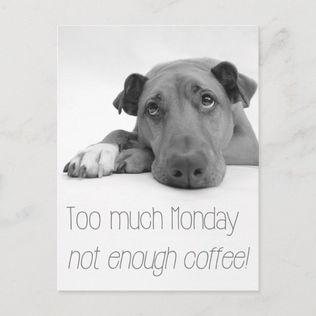 Too much Monday, not enough coffee - Sleepy Dog Postcard (Front)