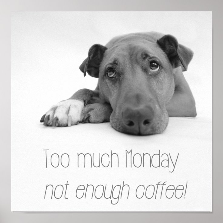 Too much Monday, not enough coffee - Sleepy Dog Poster | Zazzle