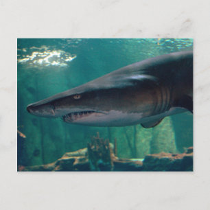 Toofy Li'l Grin Postcard